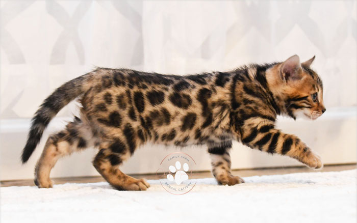 Bengal kitten for sale